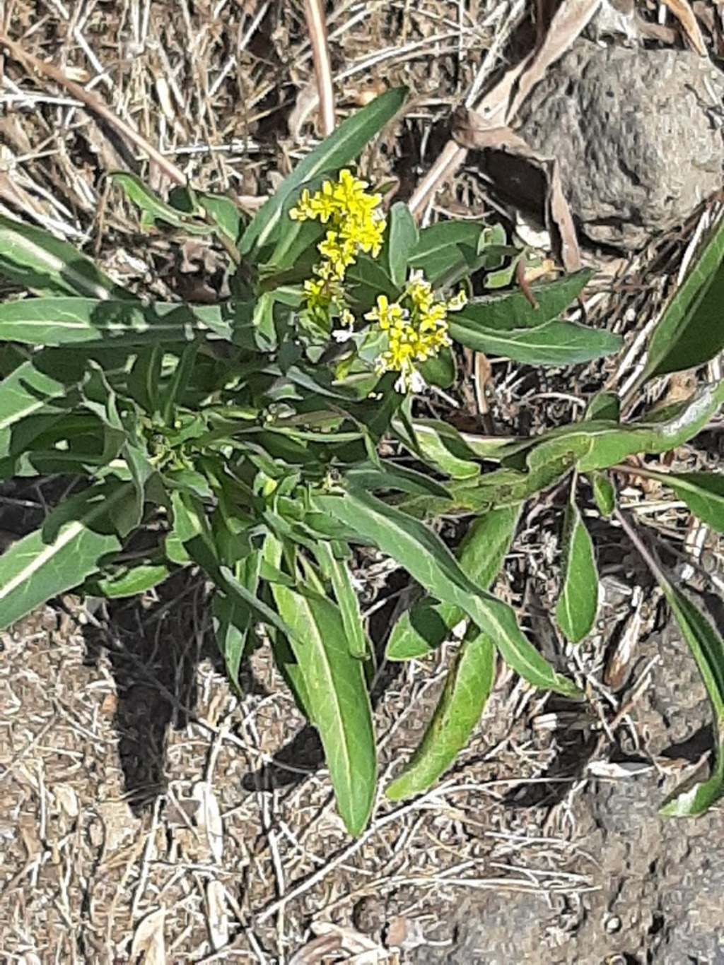 Isatis tinctoria