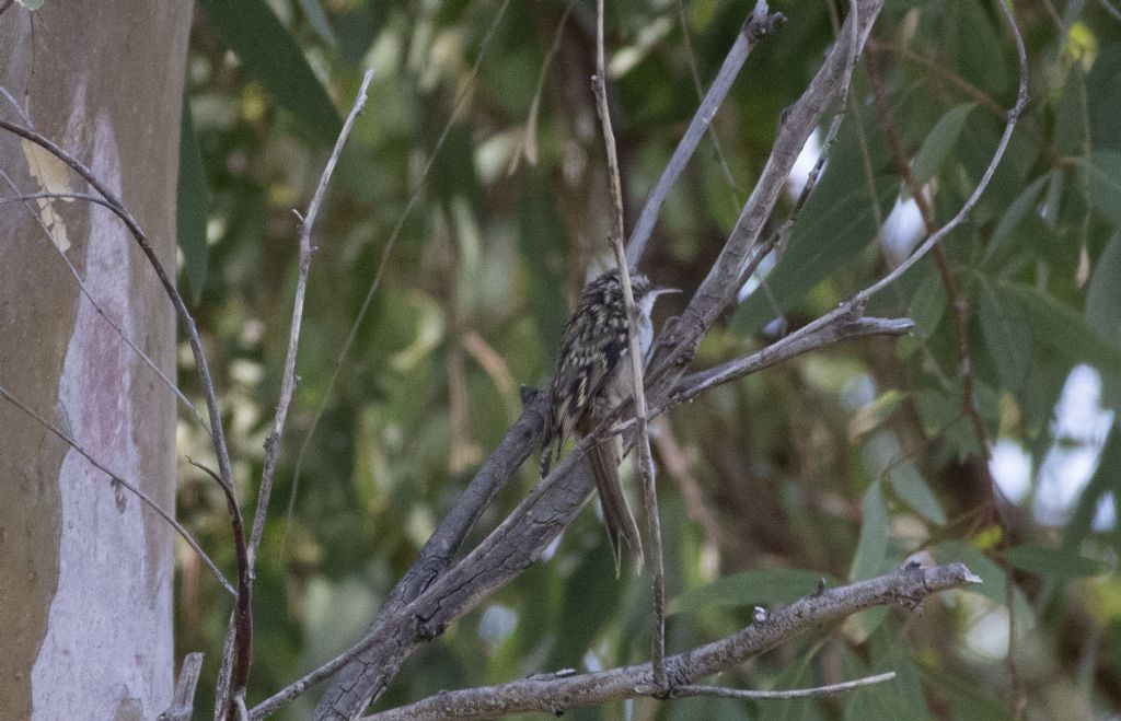 Qual  il nome di questo uccello?   Rampichino (Certhya brachydactila)