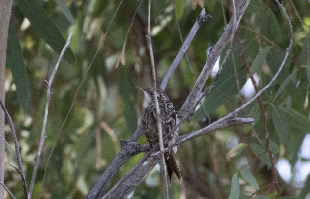 Qual  il nome di questo uccello?   Rampichino (Certhya brachydactila)