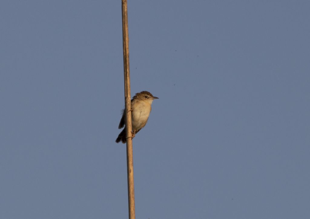 Che uccello ? Beccamoschino (Cisticola juncidis)