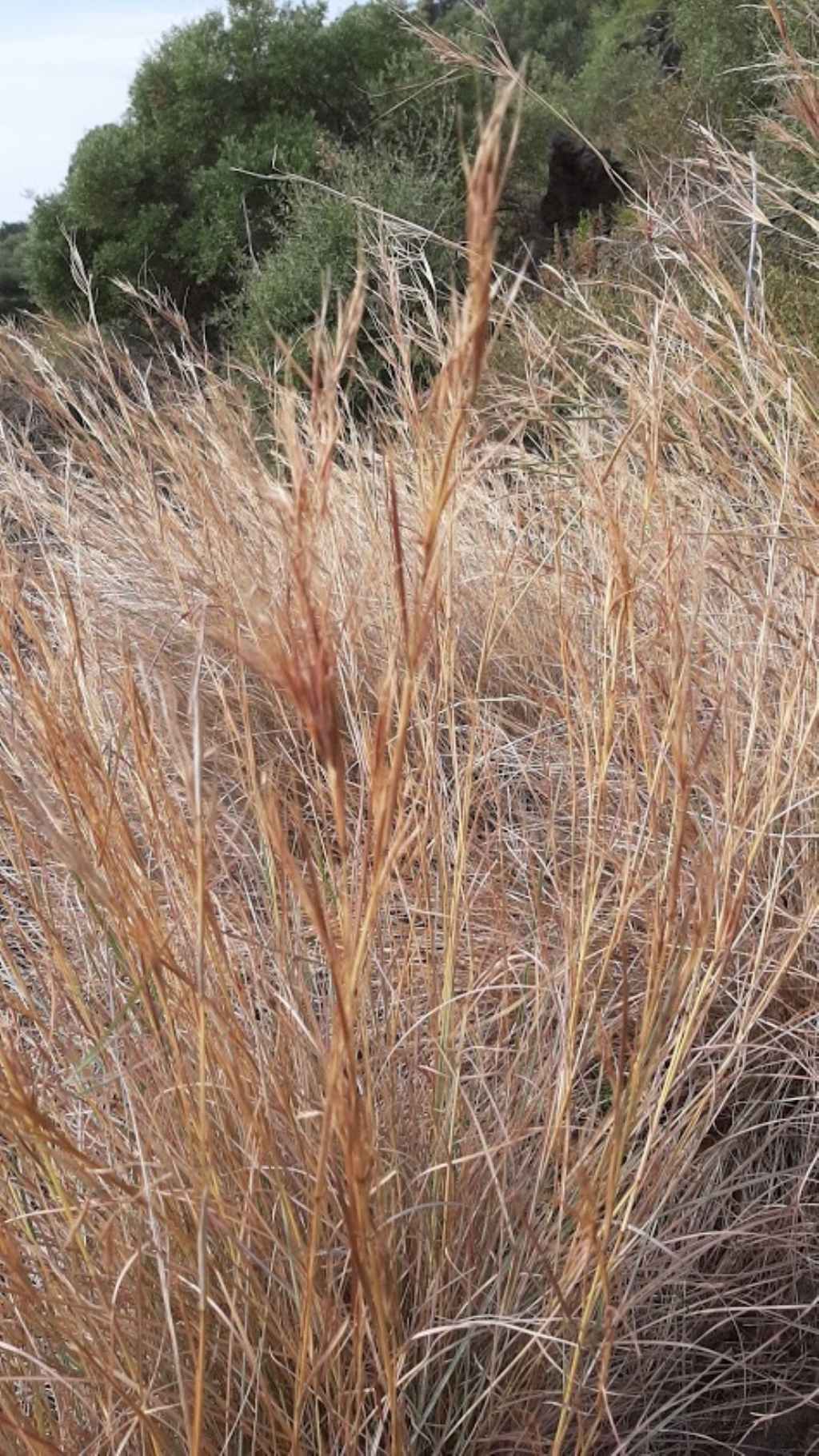 Poaceae:Hyparrhenia sp. (cfr.)