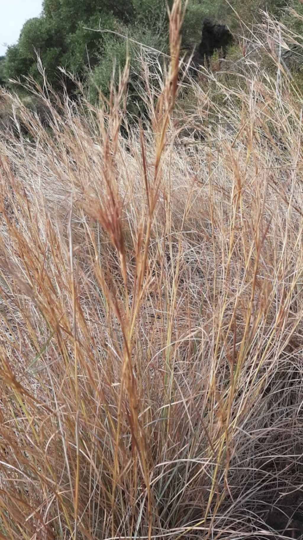 Poaceae:Hyparrhenia sp. (cfr.)