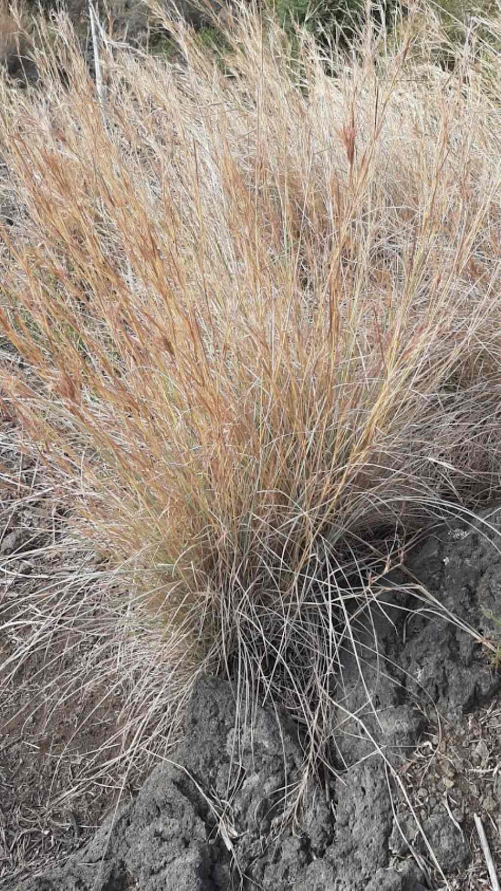 Poaceae:Hyparrhenia sp. (cfr.)