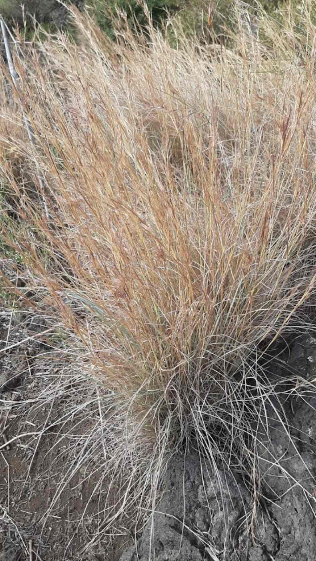Poaceae:Hyparrhenia sp. (cfr.)