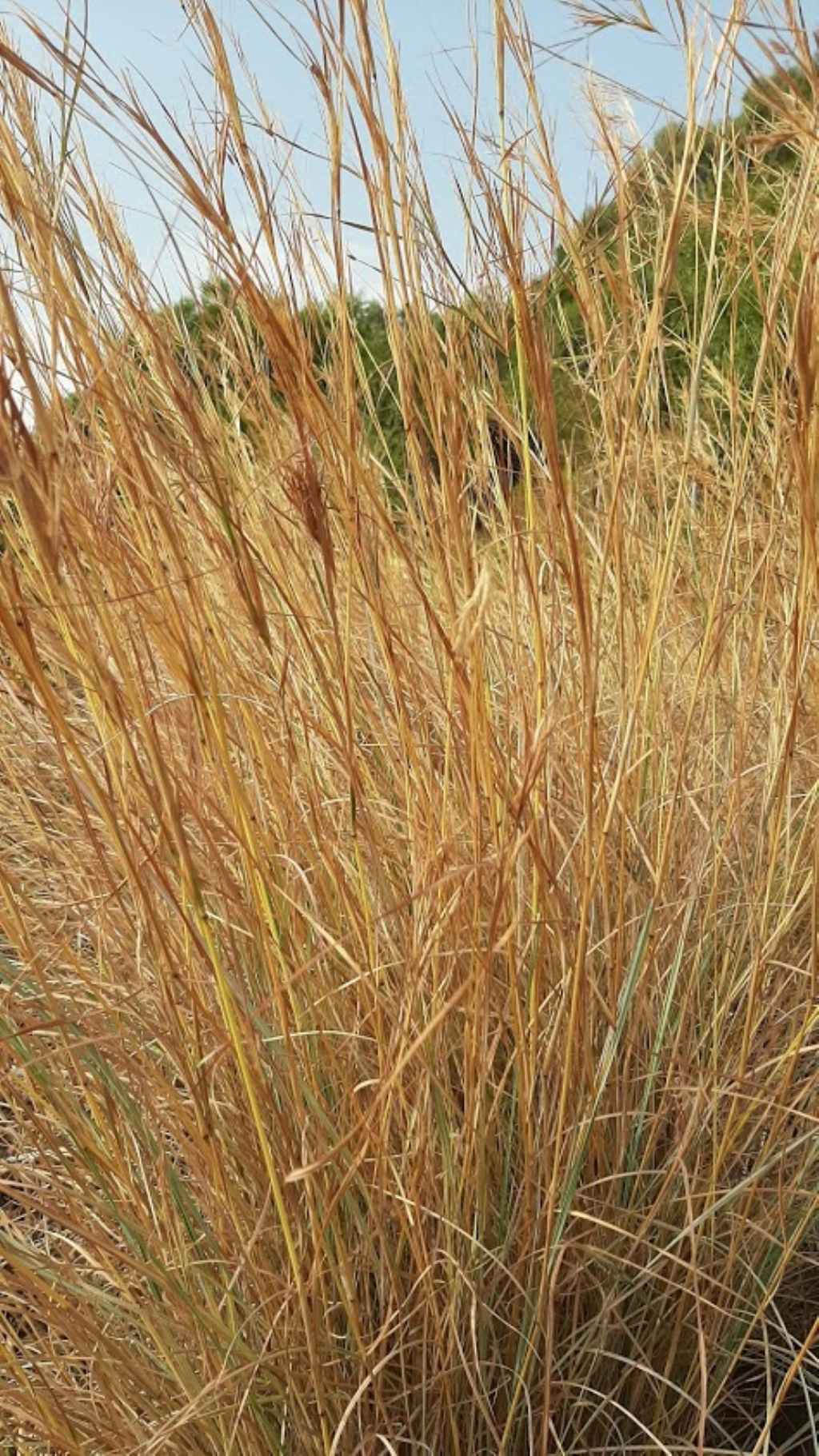 Poaceae:Hyparrhenia sp. (cfr.)