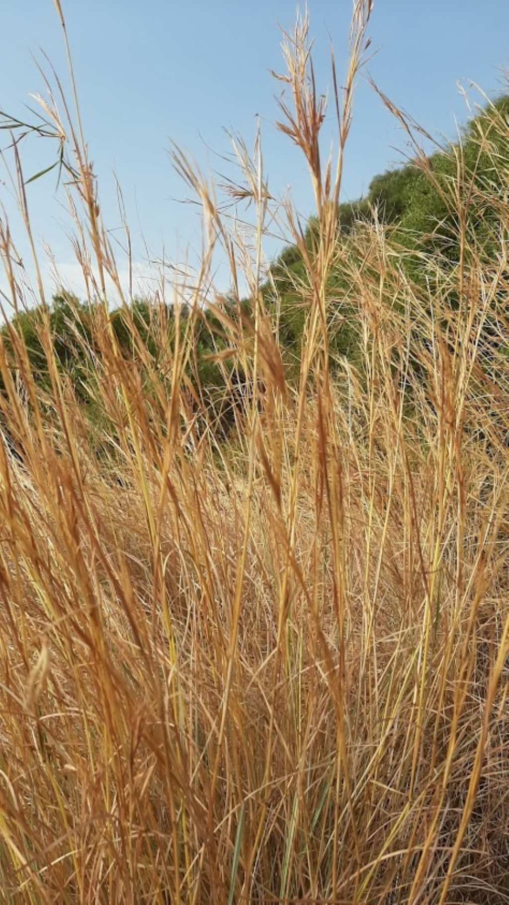 Poaceae:Hyparrhenia sp. (cfr.)