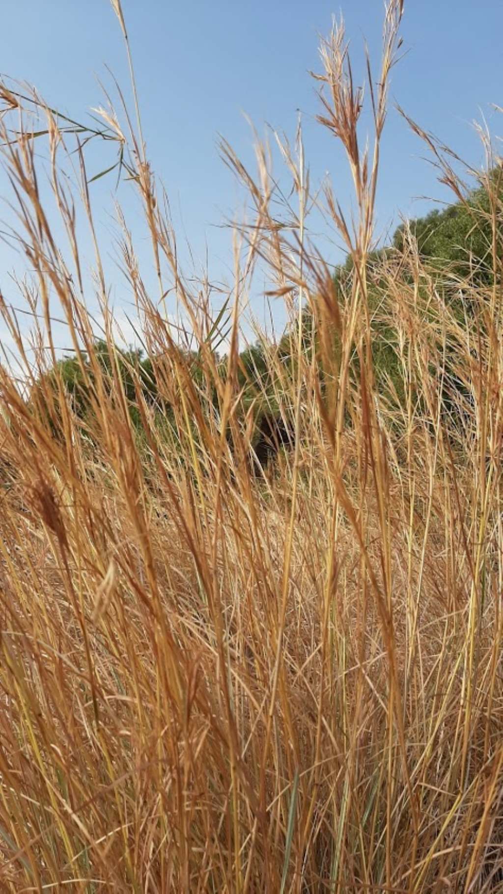 Poaceae:Hyparrhenia sp. (cfr.)