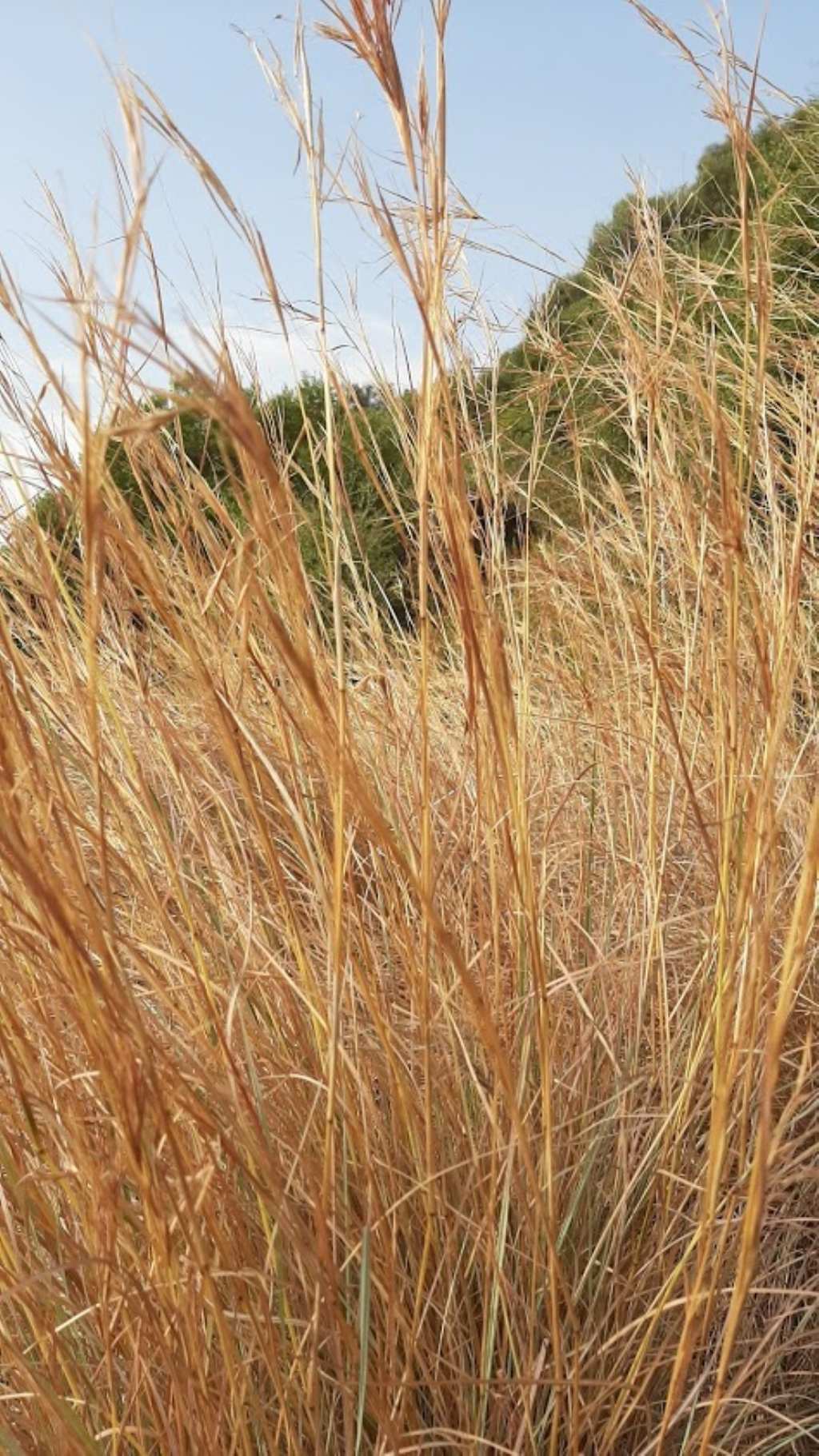 Poaceae:Hyparrhenia sp. (cfr.)
