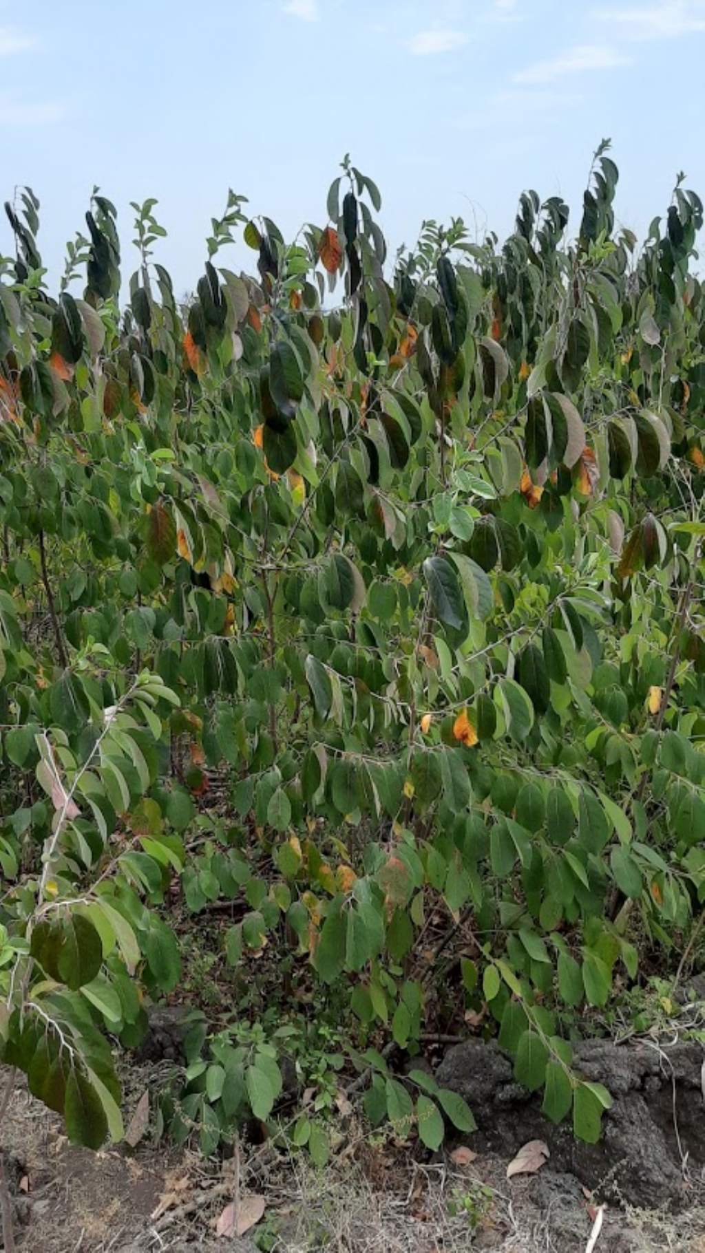 che pianta pu essere? cfr. Annona sp.