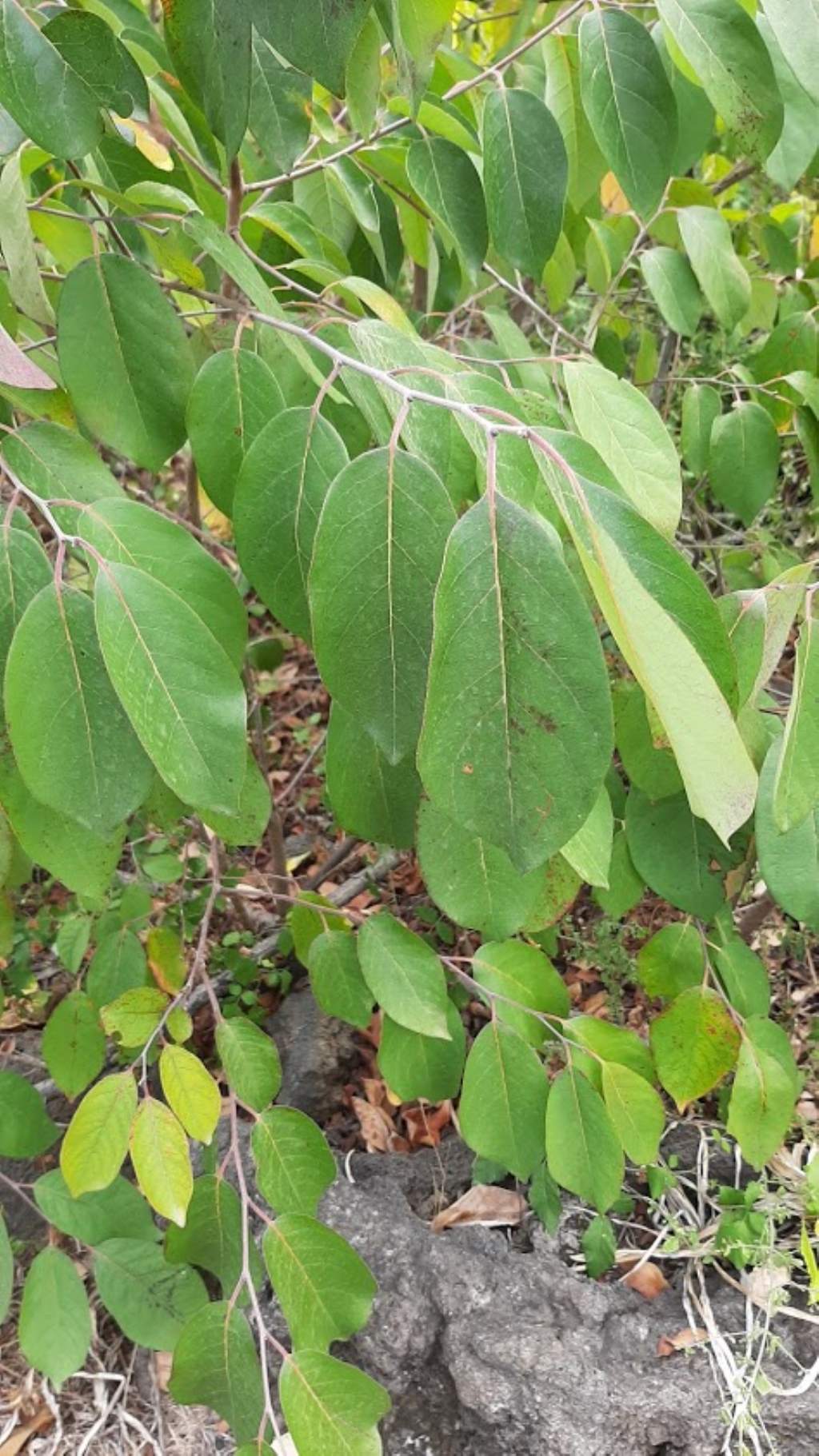 che pianta pu essere? cfr. Annona sp.