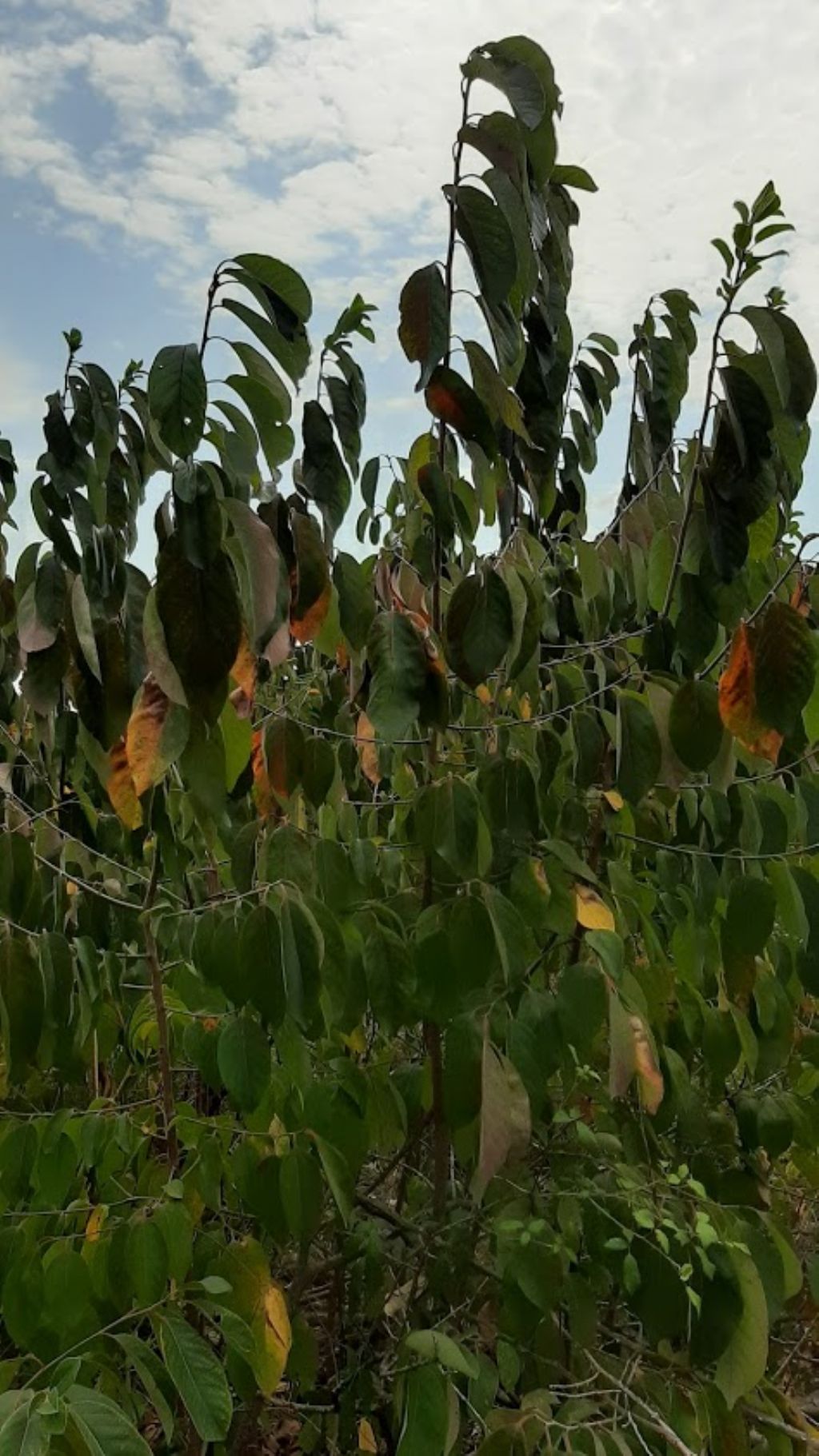 che pianta pu essere? cfr. Annona sp.