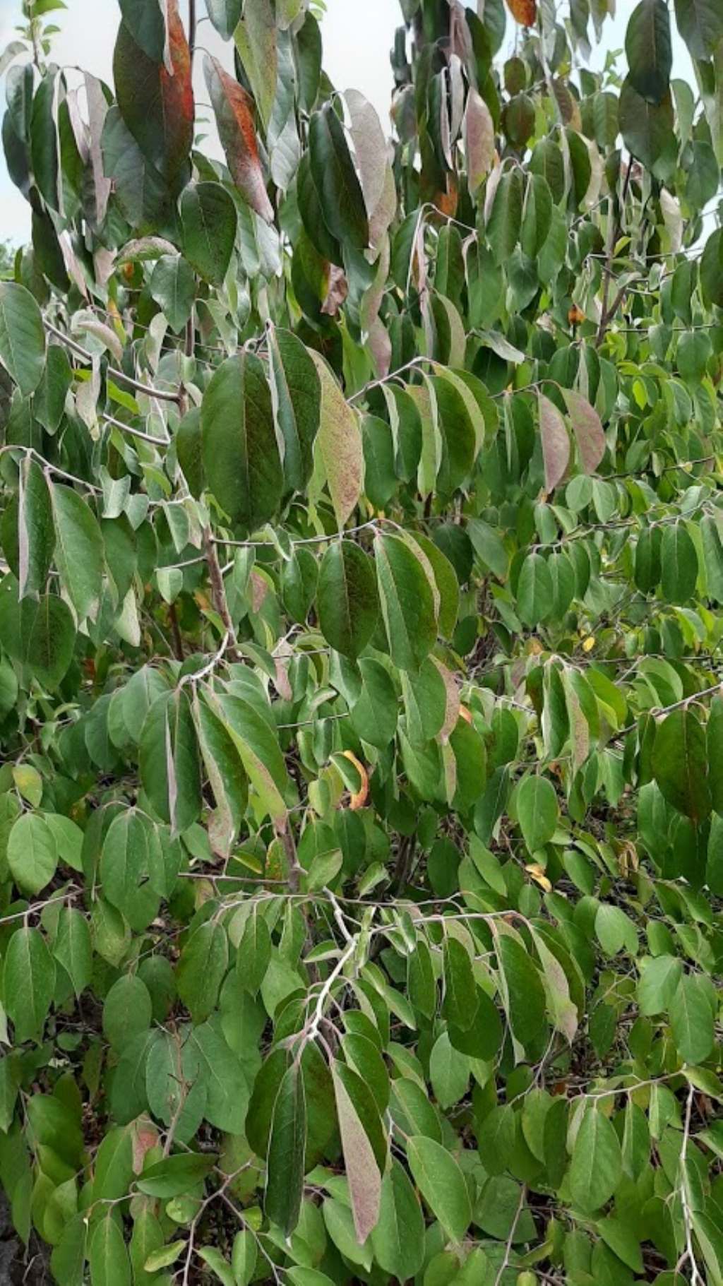 che pianta pu essere? cfr. Annona sp.