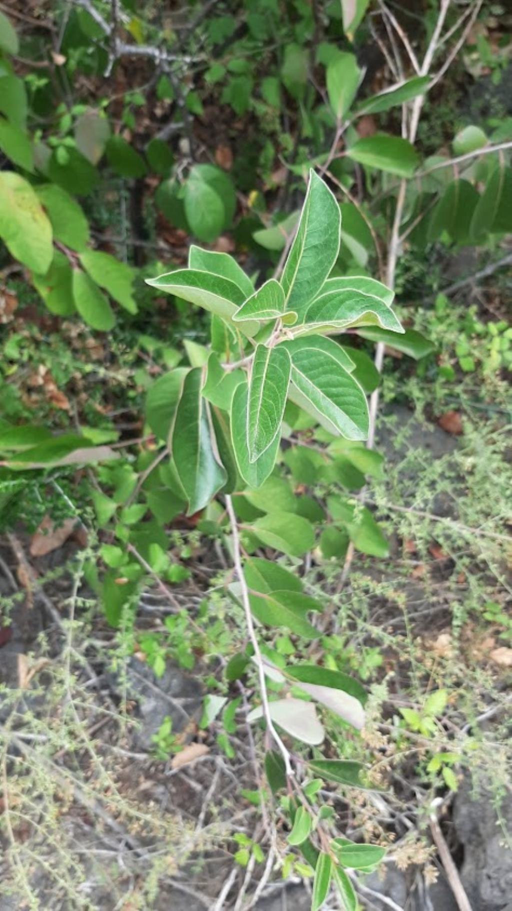 che pianta pu essere? cfr. Annona sp.