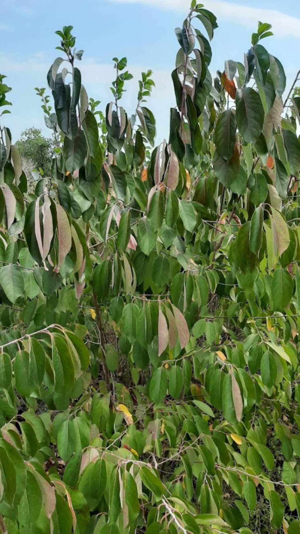 che pianta pu essere? cfr. Annona sp.