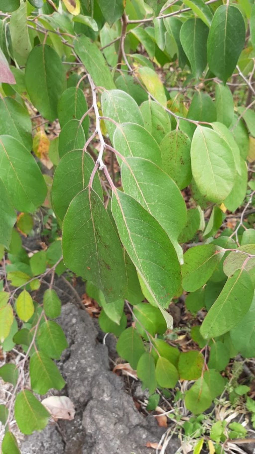 che pianta pu essere? cfr. Annona sp.