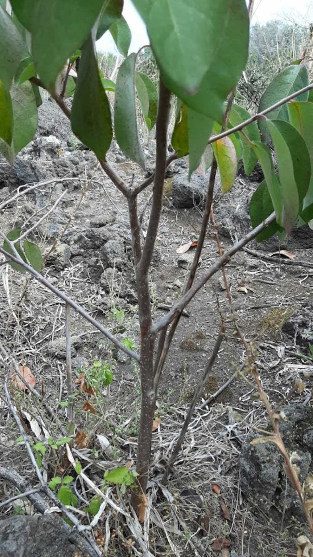 che pianta pu essere? cfr. Annona sp.