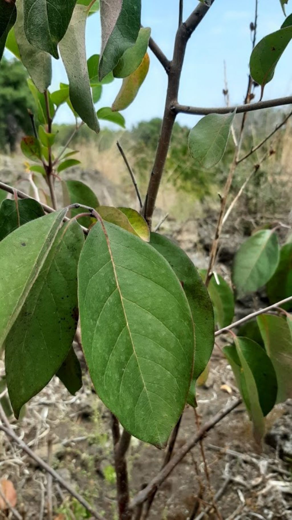 che pianta pu essere? cfr. Annona sp.