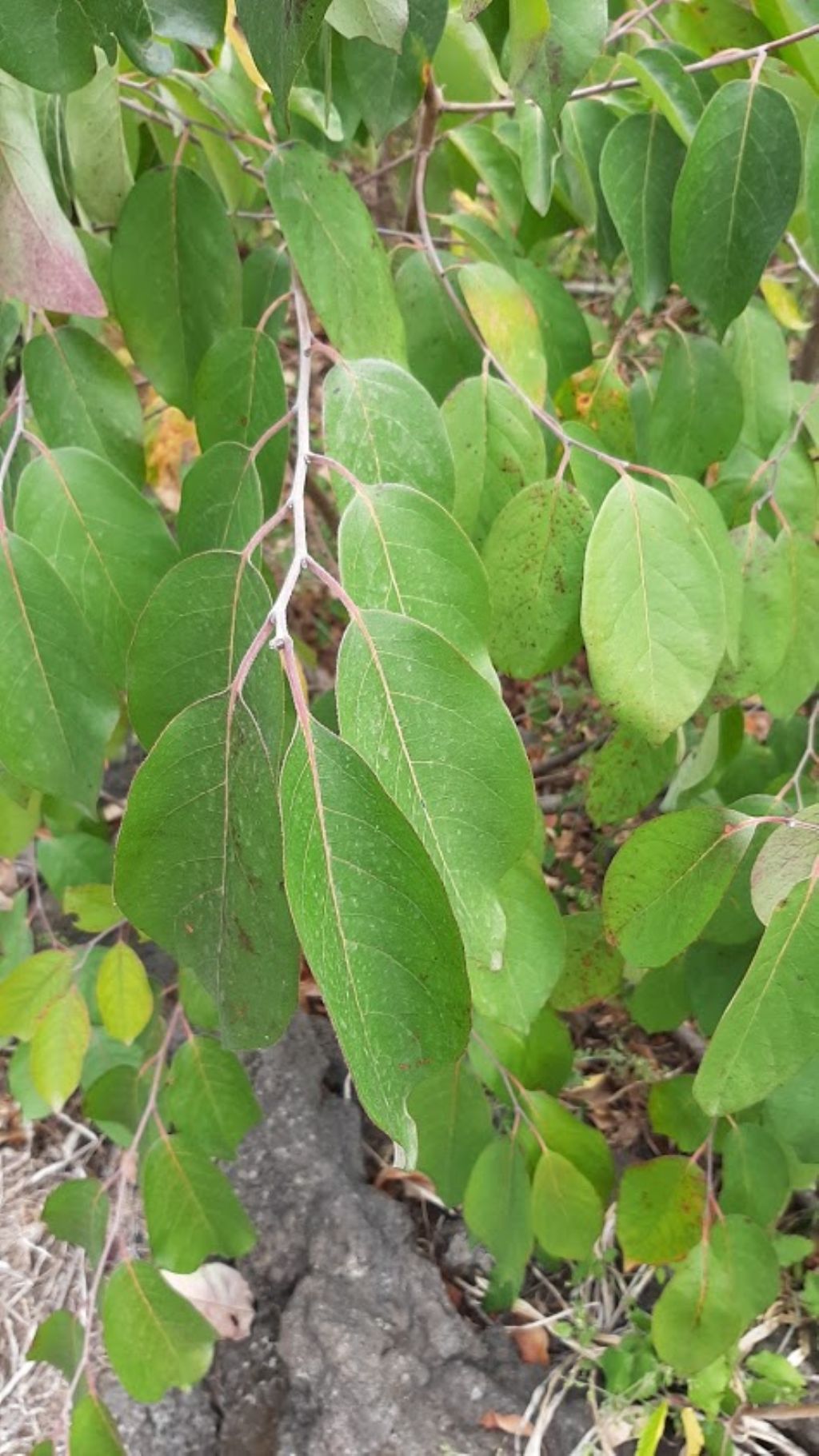 che pianta pu essere? cfr. Annona sp.