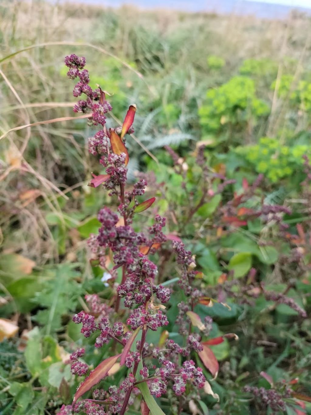 Che pianta �?  complesso Chenopodium album.