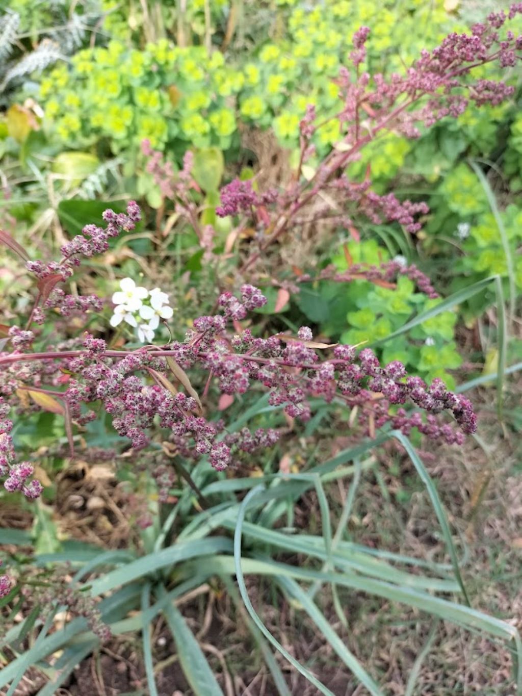 Che pianta �?  complesso Chenopodium album.
