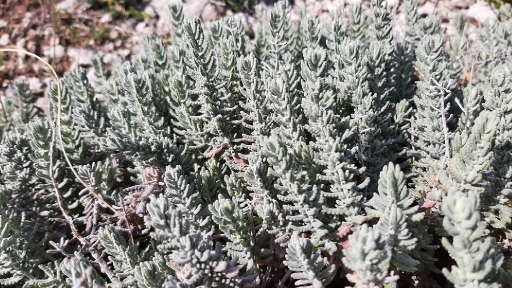 Che pianta �? Teucrium capitatum (Lamiaceae)