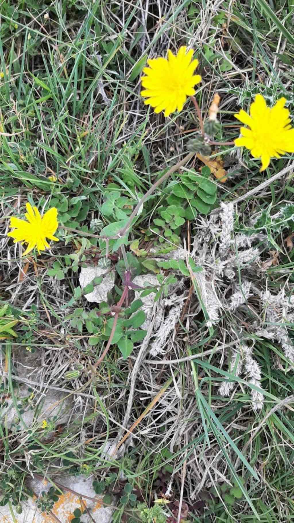 pianta da identificare