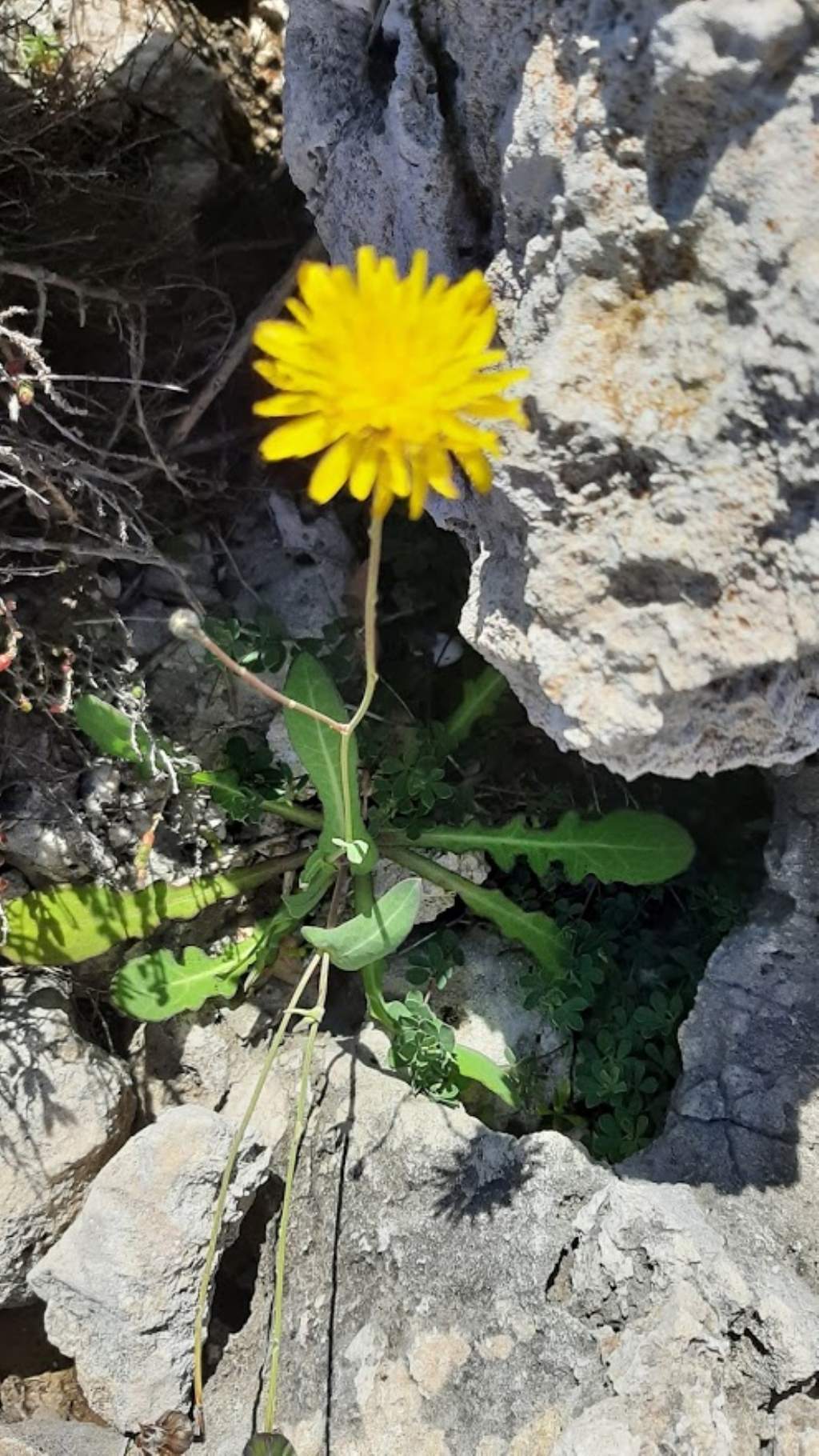 Reichardia picroides (Asteraceae)