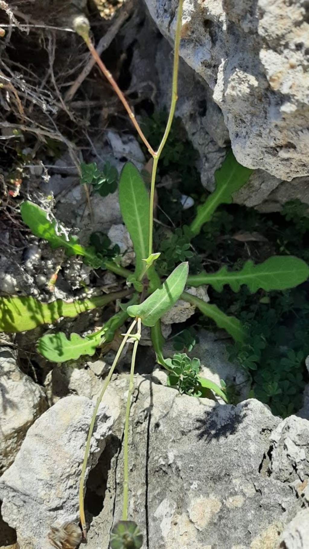 Reichardia picroides (Asteraceae)