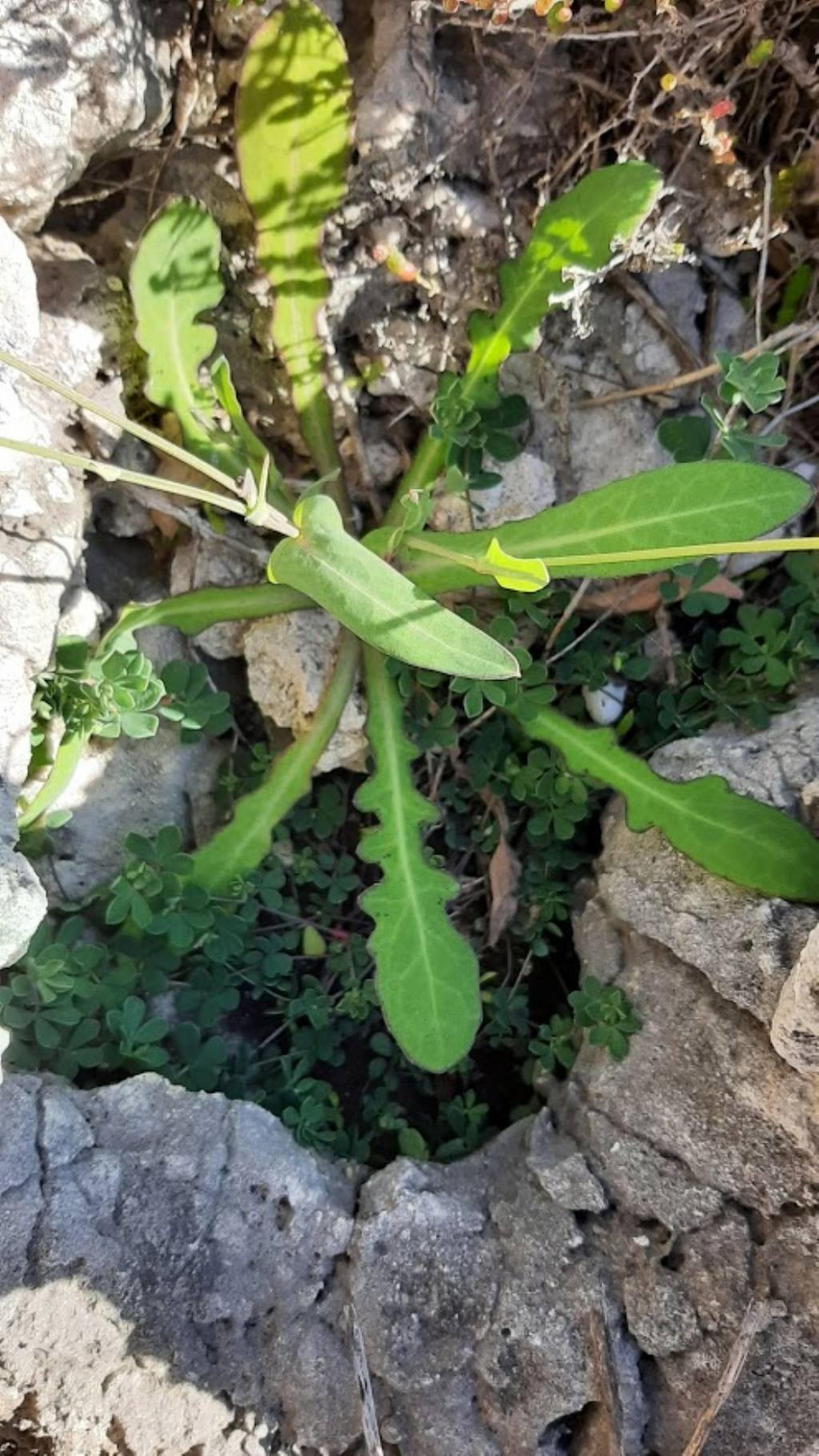 Reichardia picroides (Asteraceae)