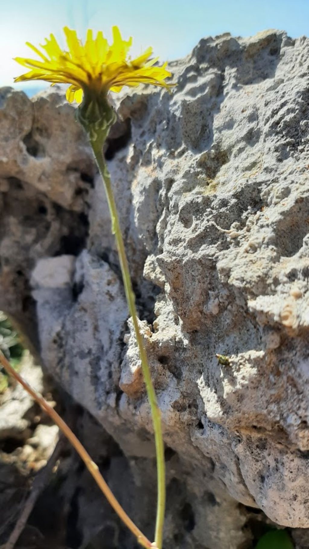 Reichardia picroides (Asteraceae)