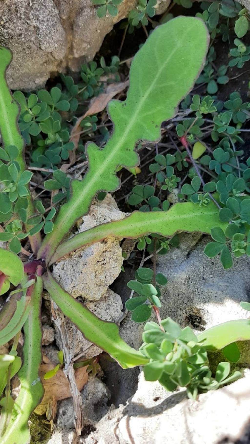 Reichardia picroides (Asteraceae)