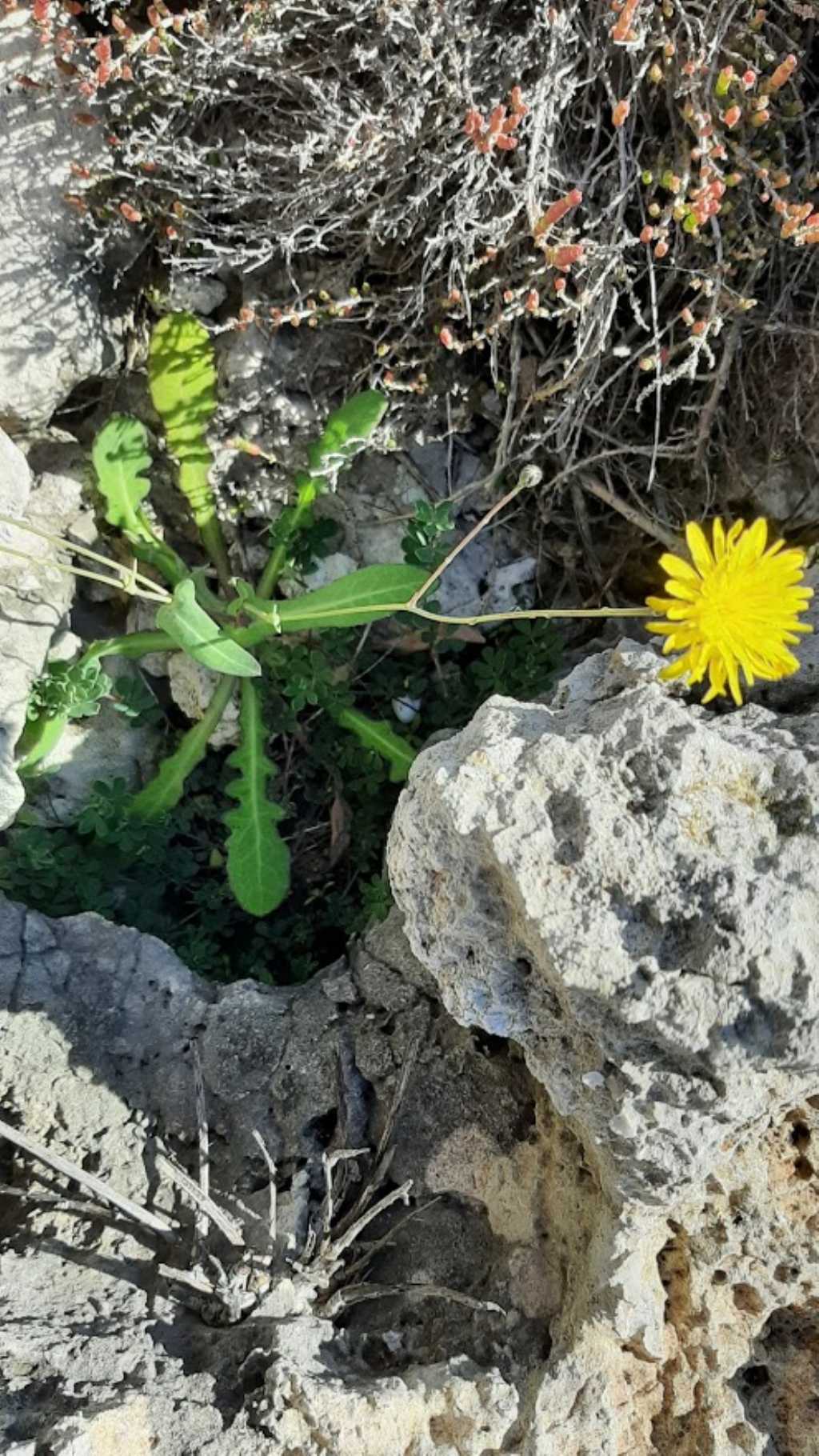 Reichardia picroides (Asteraceae)