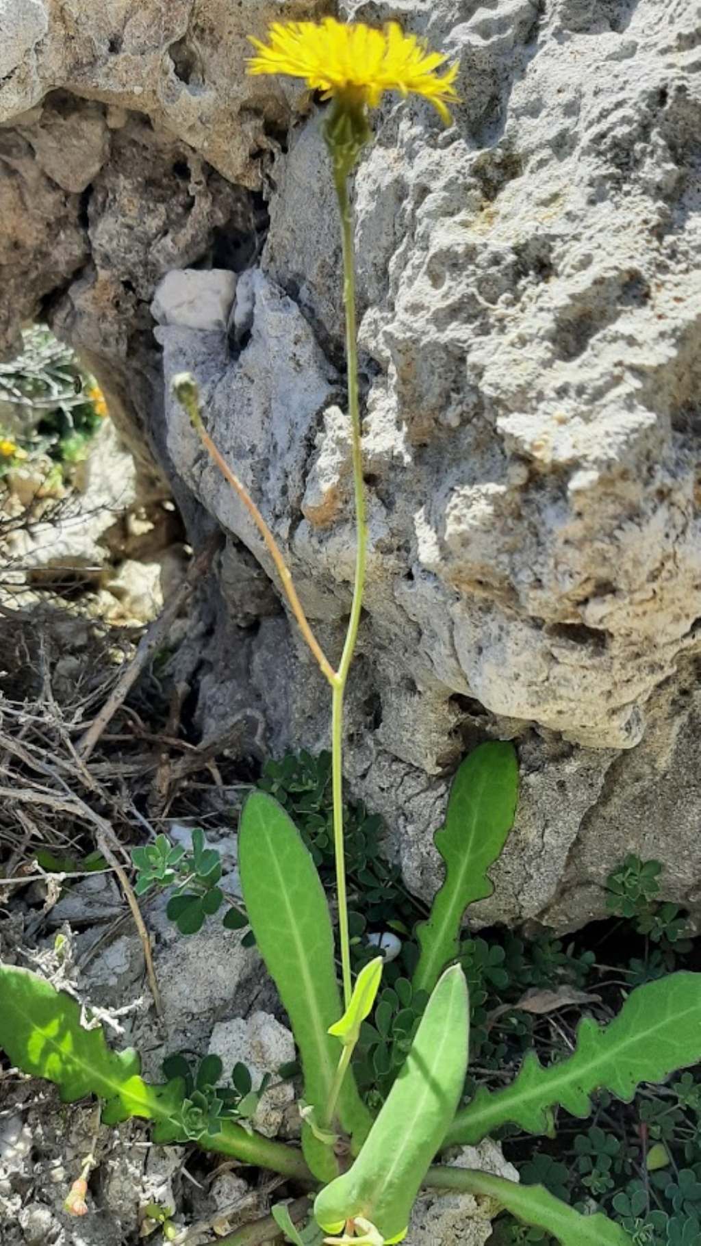 Reichardia picroides (Asteraceae)