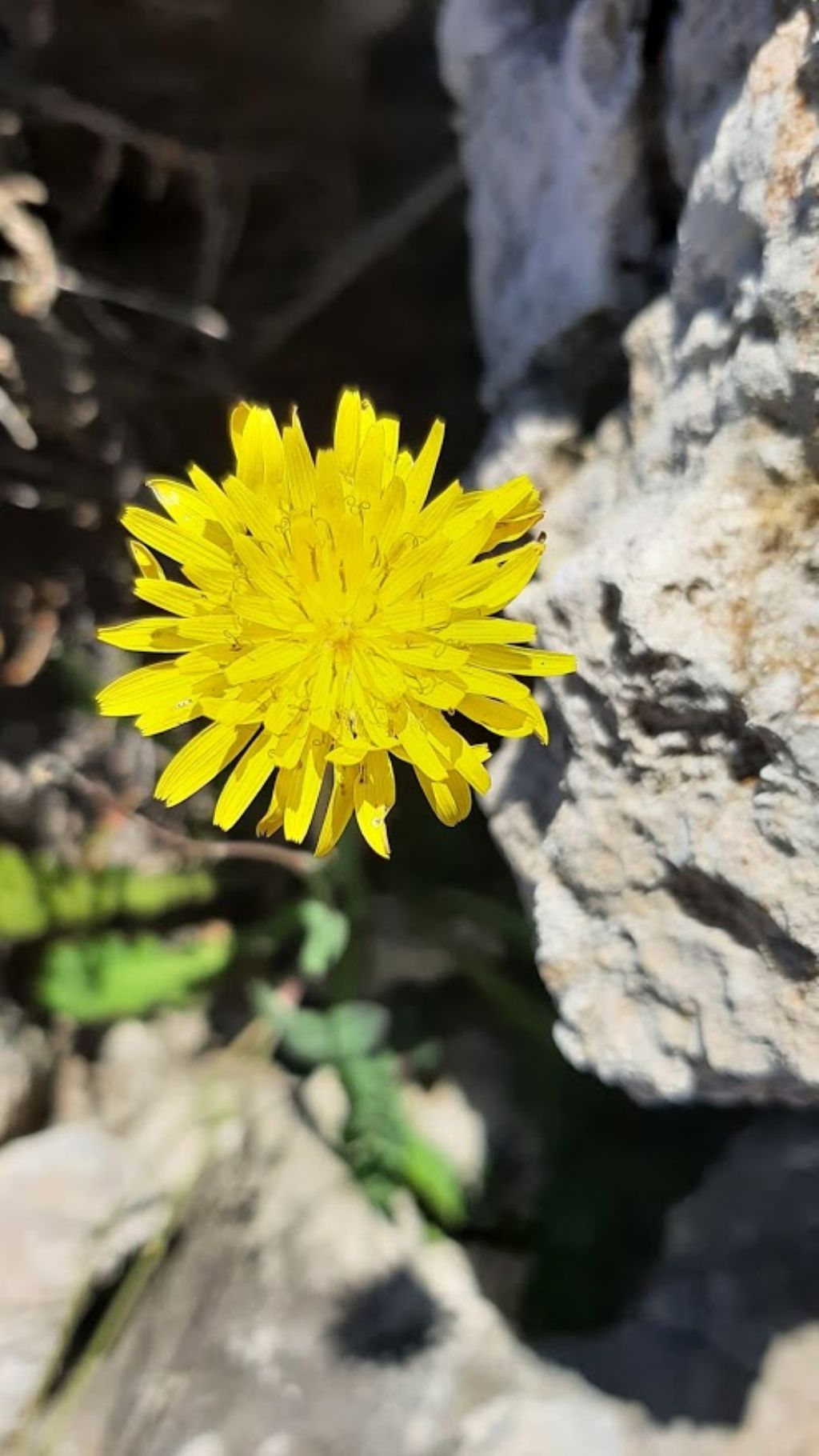 Reichardia picroides (Asteraceae)