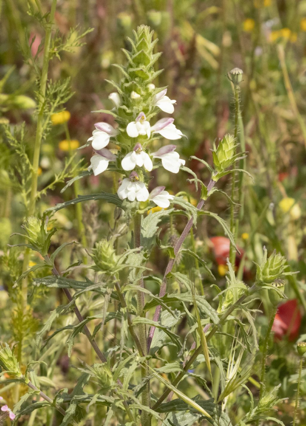 Bellardia trixago