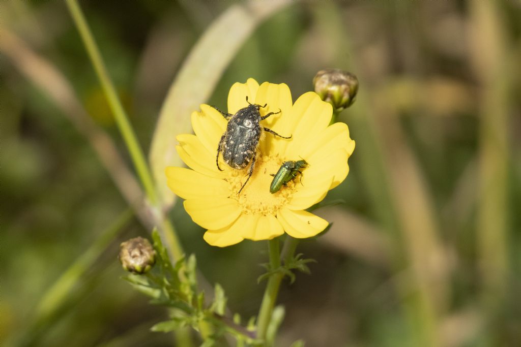 Oxythyrea funesta (Cetoniidae) e Psilothrix sp. (Dasytidae)