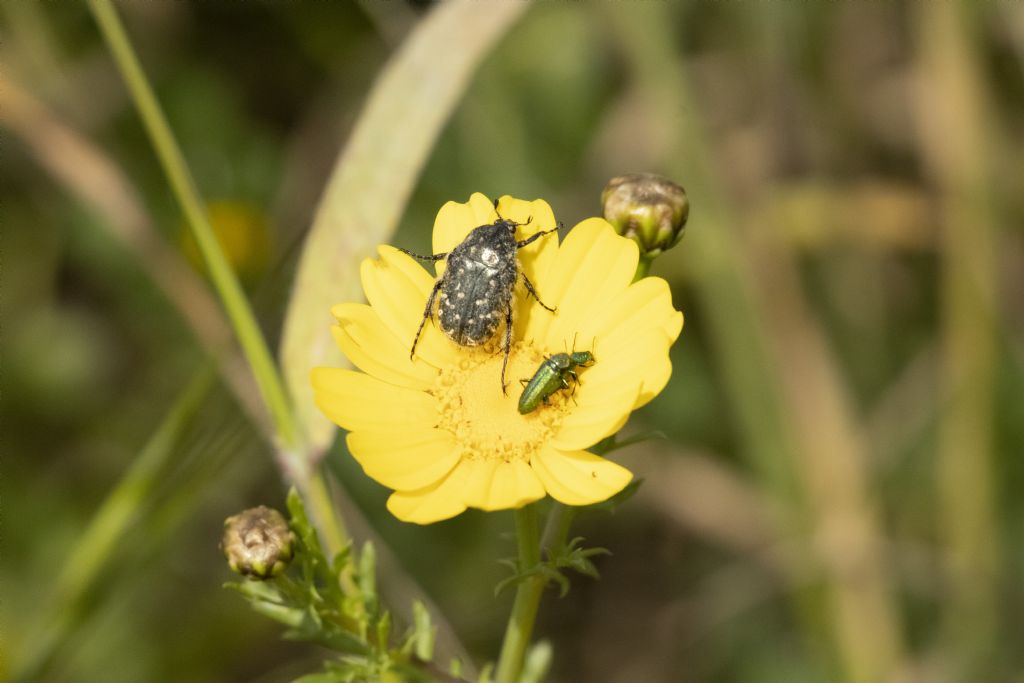 Oxythyrea funesta (Cetoniidae) e Psilothrix sp. (Dasytidae)