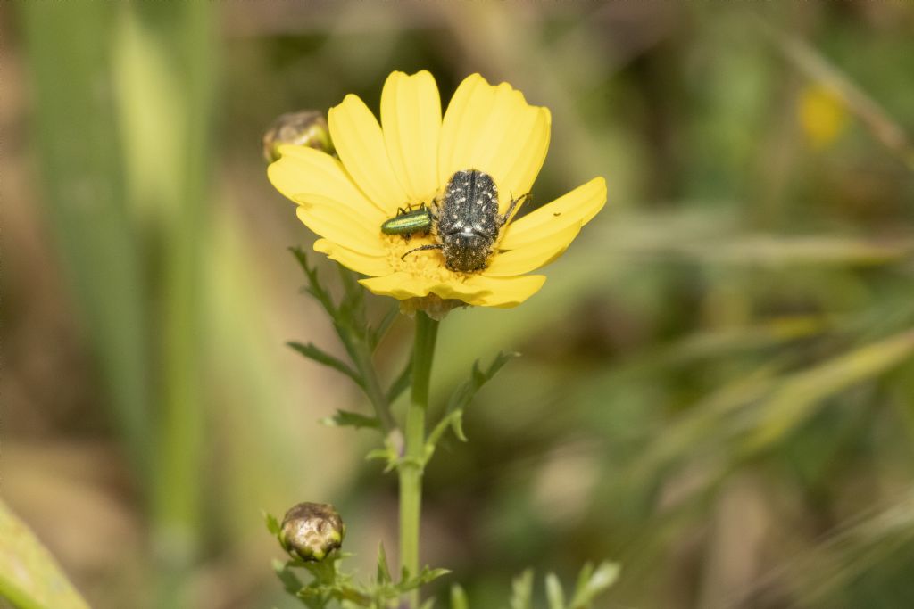 Oxythyrea funesta (Cetoniidae) e Psilothrix sp. (Dasytidae)