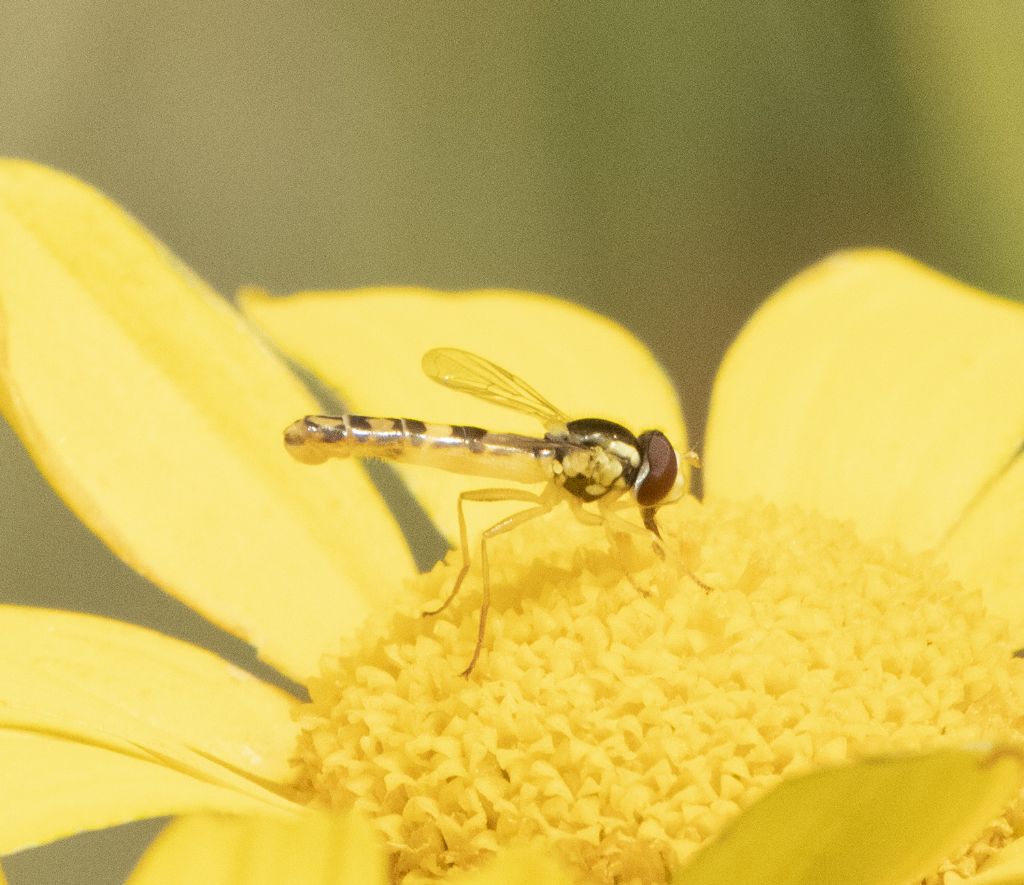 Syrphidae: Sphaerophoria scripta, maschio