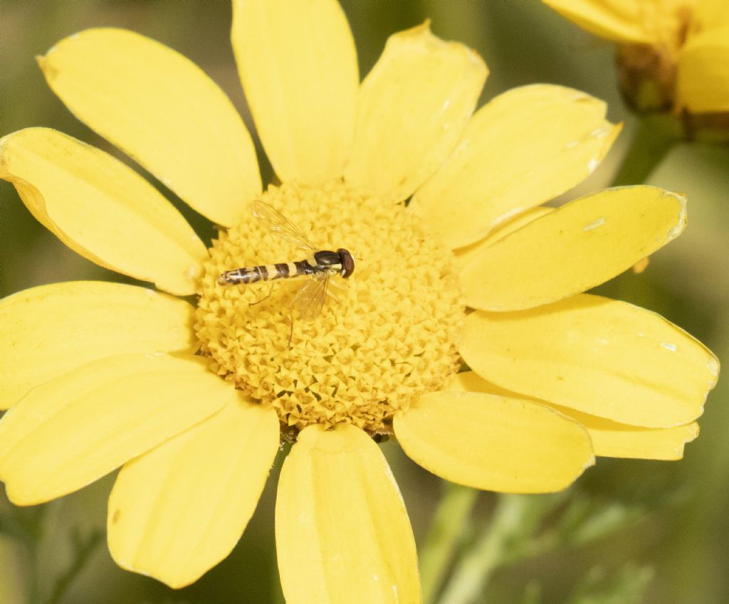 Syrphidae: Sphaerophoria scripta, maschio