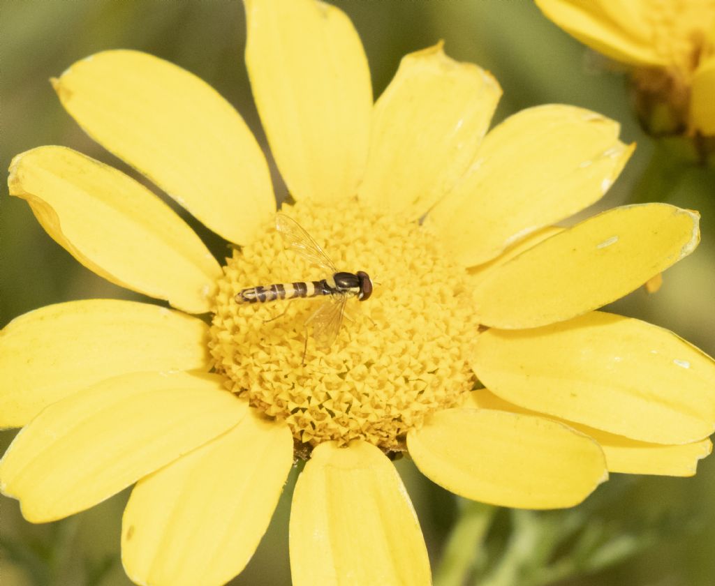 Syrphidae: Sphaerophoria scripta, maschio