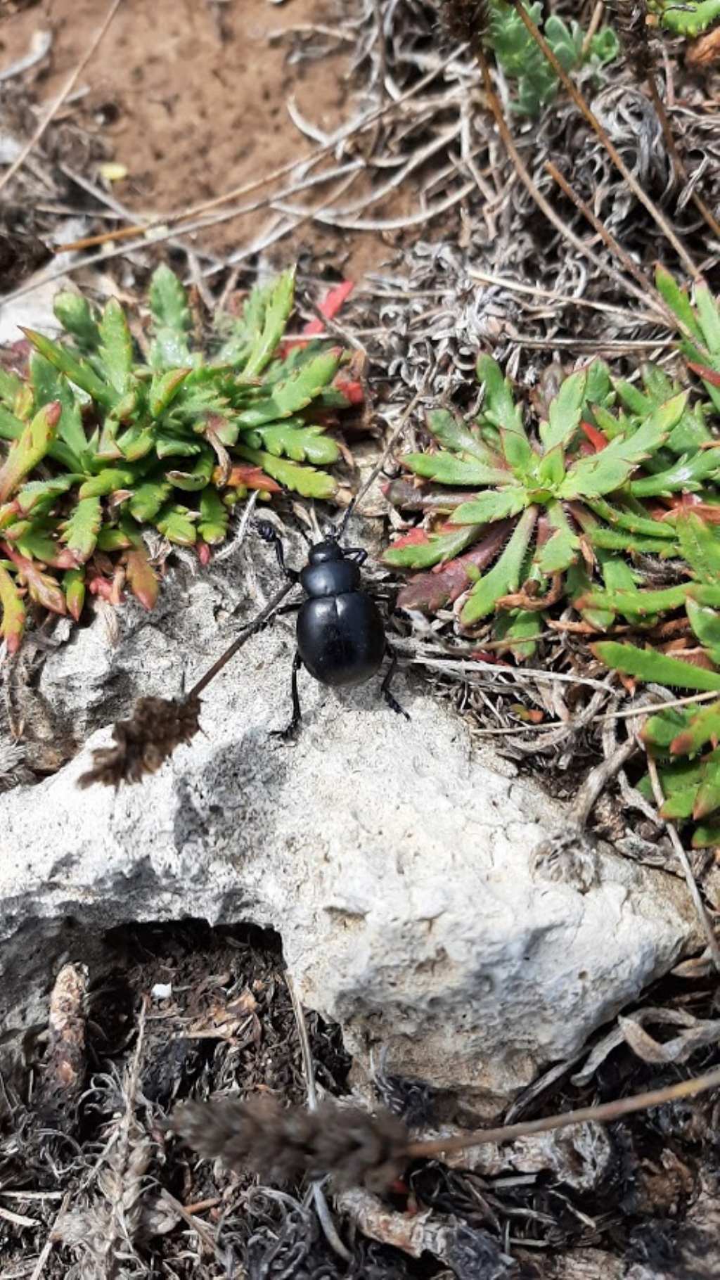 Chrysomelidae: Timarcha tenebricosa? No, maschio di Timarcha pimelioides