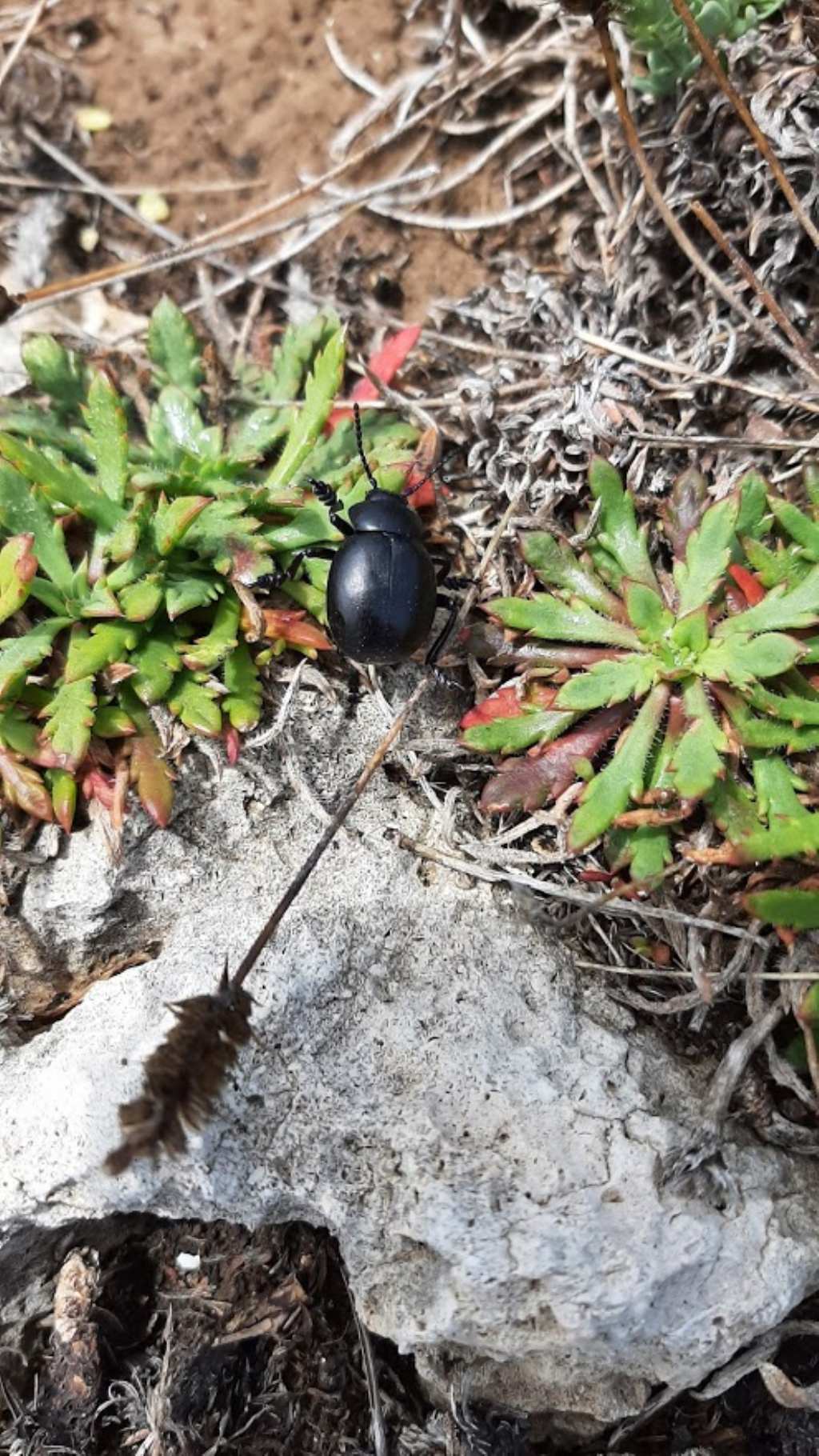 Chrysomelidae: Timarcha tenebricosa? No, maschio di Timarcha pimelioides