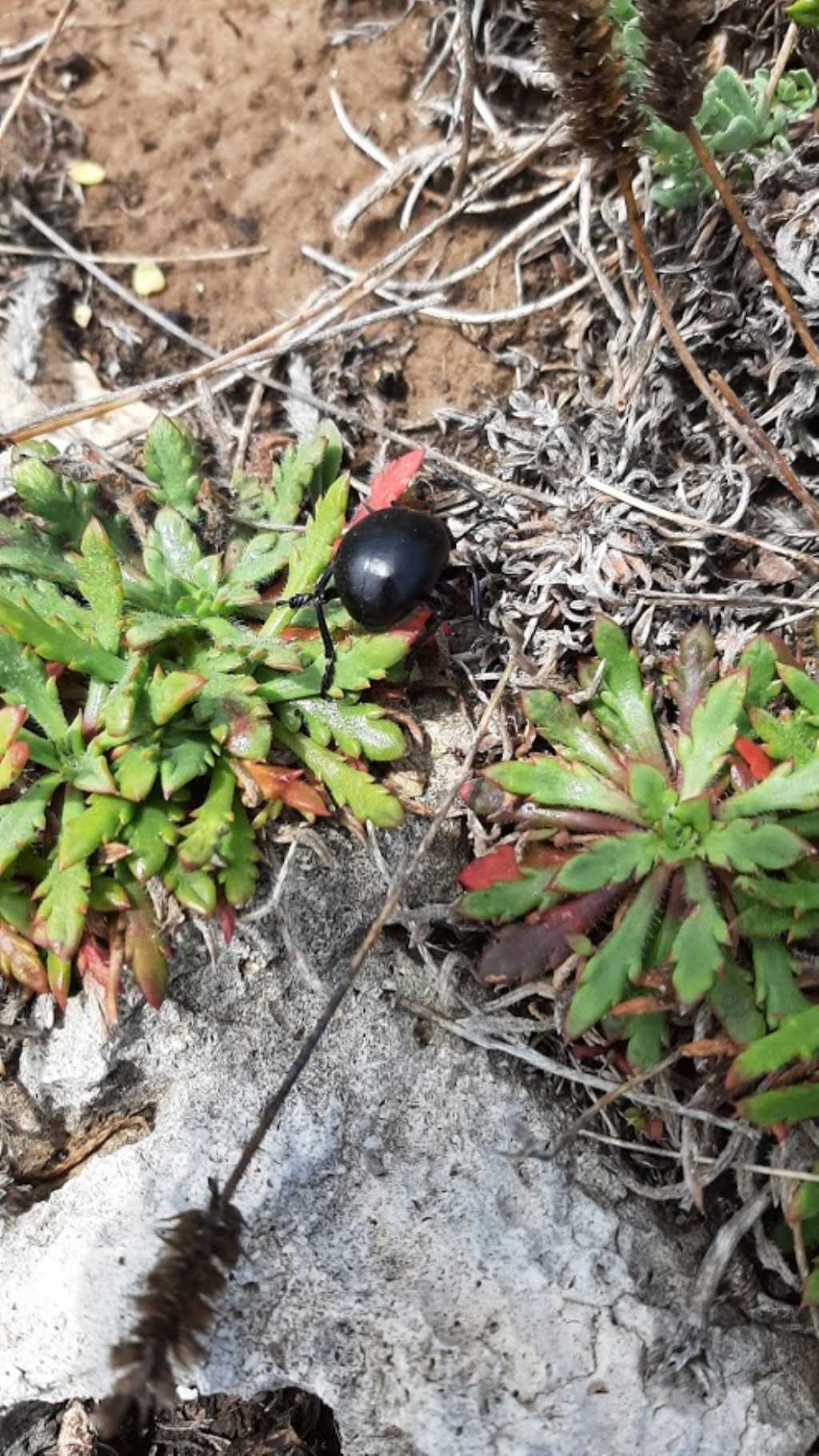 Chrysomelidae: Timarcha tenebricosa? No, maschio di Timarcha pimelioides