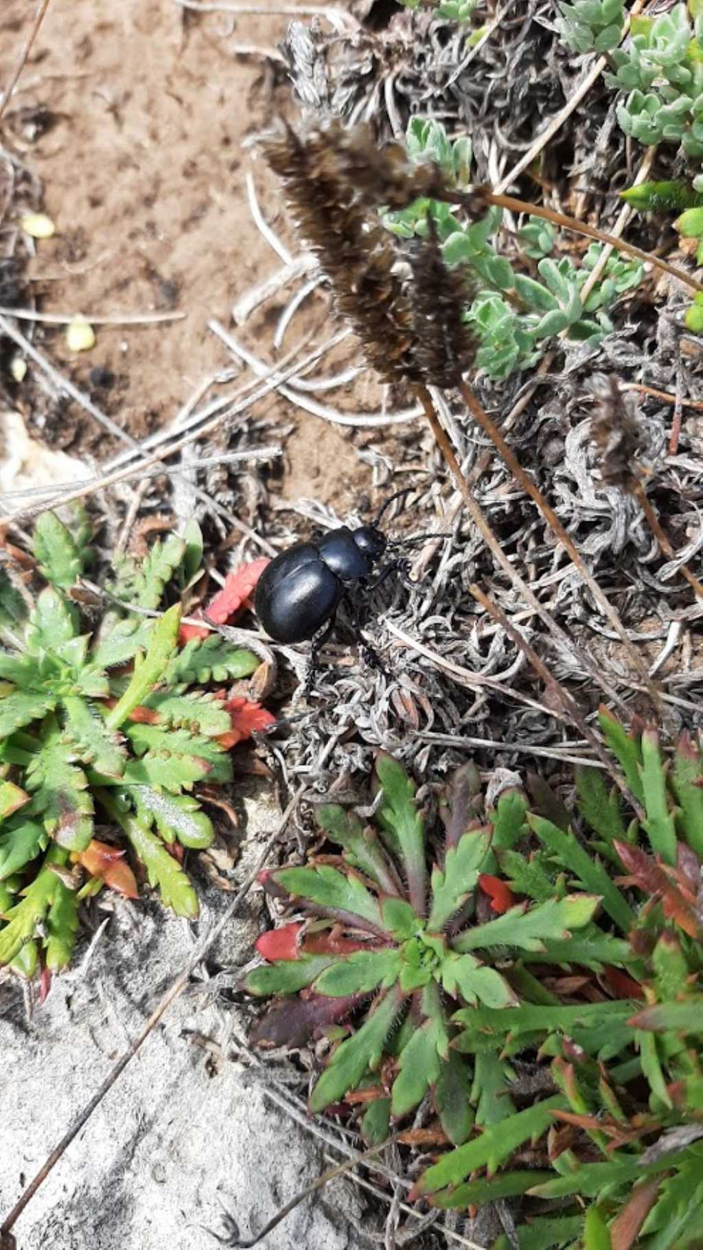 Chrysomelidae: Timarcha tenebricosa? No, maschio di Timarcha pimelioides