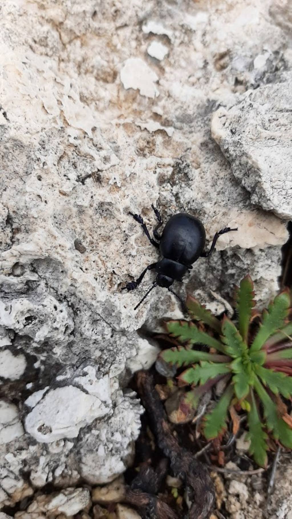 Chrysomelidae: Timarcha tenebricosa? No, maschio di Timarcha pimelioides
