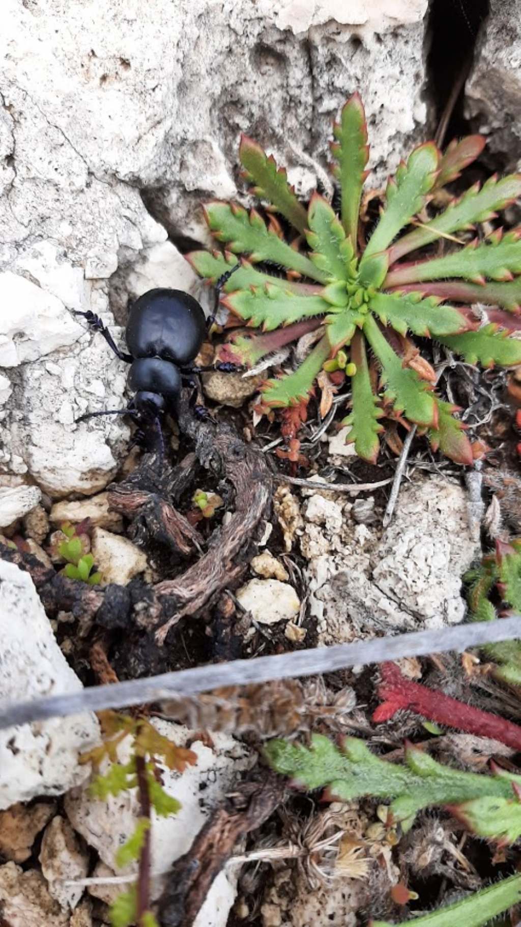 Chrysomelidae: Timarcha tenebricosa? No, maschio di Timarcha pimelioides