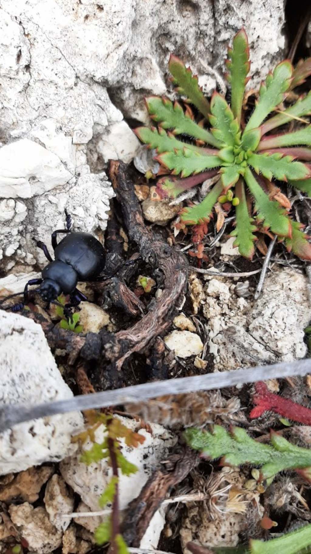 Chrysomelidae: Timarcha tenebricosa? No, maschio di Timarcha pimelioides