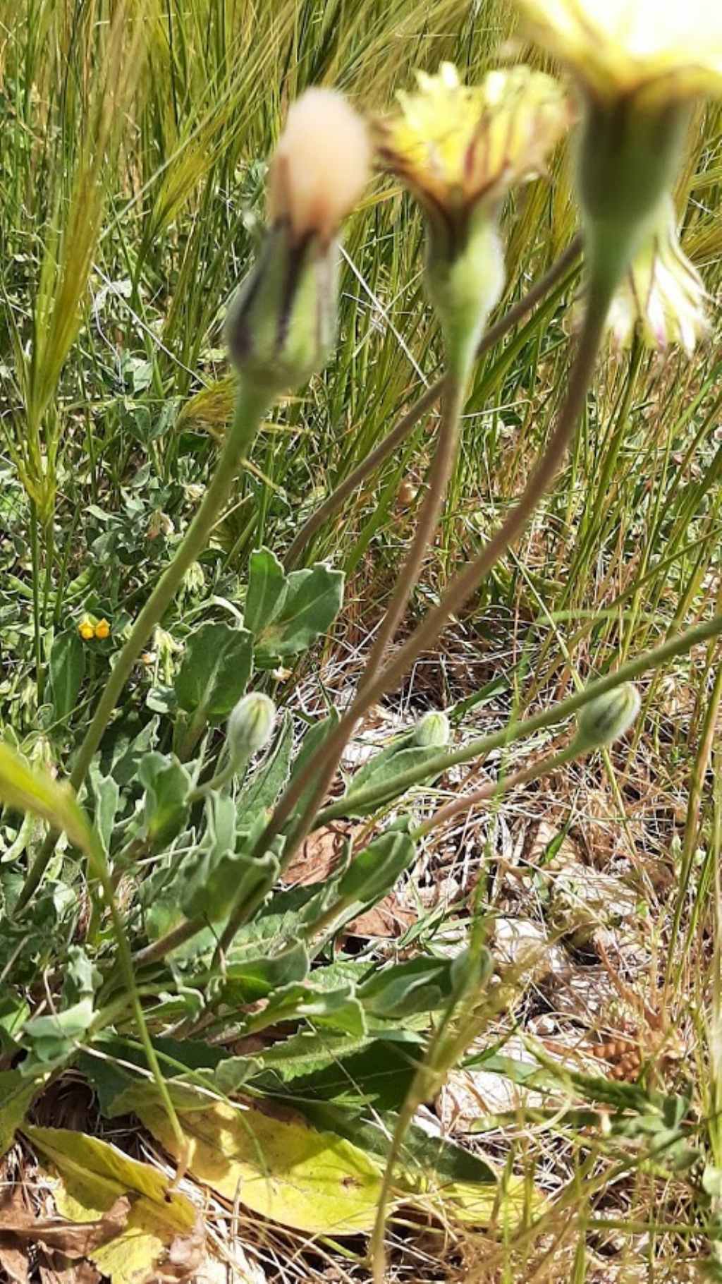 pu� essere anche questa urospermum dalechampii ??