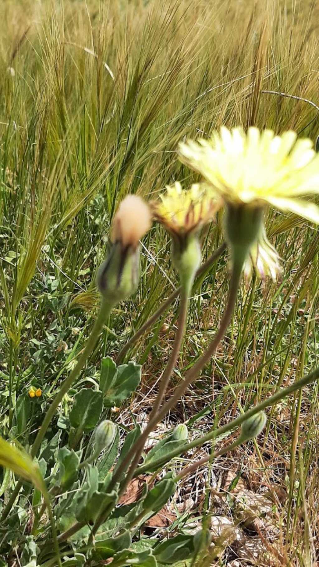 pu� essere anche questa urospermum dalechampii ??